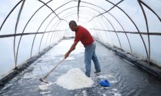 Awalnya Belajar dari Teman, Petani Bantul Ini Kini Raup Cuan dari Ladang Garam Kuwaru
