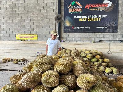 Gudang Durian Madding di Sleman jadi penggerak wisata kuliner dan ekonomi kreatif dengan sistem garansi dan beragam durian unggulan. foto: Istimewa
